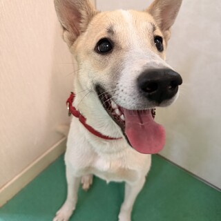 犬も人も大好き！明るく賢い女の子　生後10ヶ月