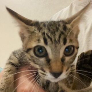 12/21ドン・キホーテ参加キジ子猫♀