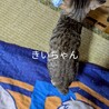 12/21ドン・キホーテ参加キジ子猫♀ サムネイル4
