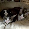 12/21ドン・キホーテ参加キジ子猫♀ サムネイル6