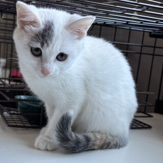 モフモフ3兄妹　キレイな白三毛ゆいちゃん