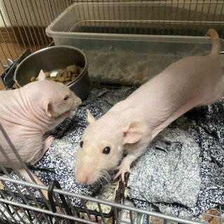 スキニーラット