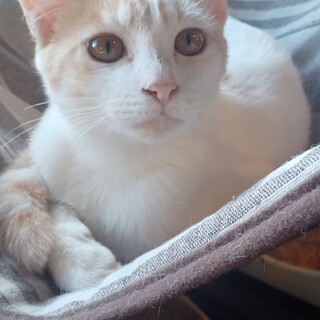 （里親様決定）薄め茶白のいっちゃん