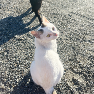 おっとりキジ白さん