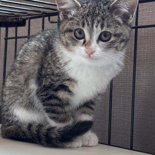 モフモフ3兄妹　ちよっと臆病キジ白よつばちゃん