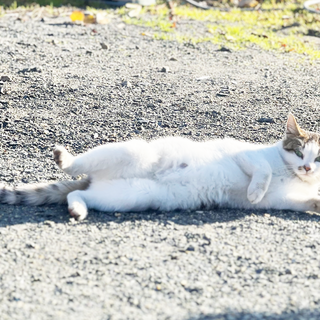 まんまる顔のキジ白さん