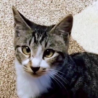 抱っこ大好き　甘えん坊男子　けんた君