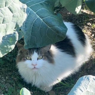 もふもふ長毛猫さん