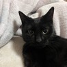12/21ドン・キホーテ譲渡会参加黒子猫♂ サムネイル3