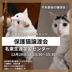 保護猫譲渡会　名古屋市　年内最後
