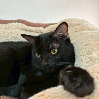 12/21ドン・キホーテ譲渡会参加黒子猫♀