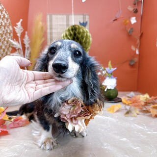 カニンヘンダックスの女の子♡