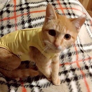 猫じゃらしが大好き 人馴れバツグン　茶々ちゃん