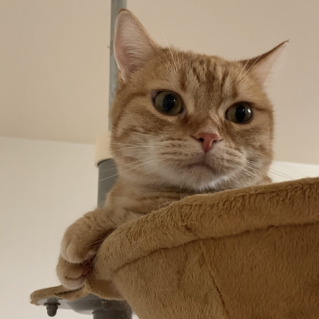 yumecocoのカバー写真