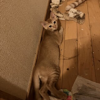 生後半年ほどの茶トラ男の子です