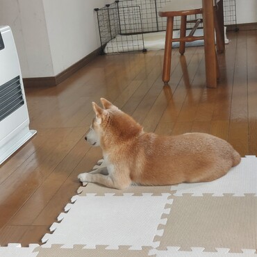 ゆづ樹ちゃん♥️つゆくんありがとう( ´ー')こっちはうにちゃんのとこ程揺れてないよ(o＾・＾o)