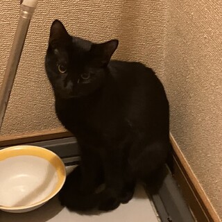 生後半年ほどの黒猫の女の子です