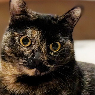 推定1歳のサビ猫・オレオちゃん