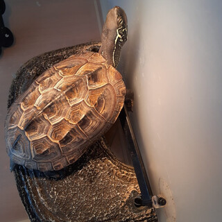 クサガメの男の子とても懐っこいです。