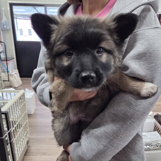 この子を助けてください