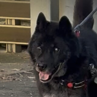 紳士で甘えん坊　ぼんくん