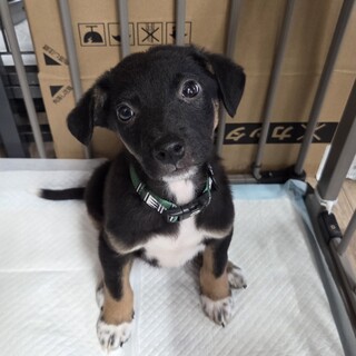 この子を助けてください