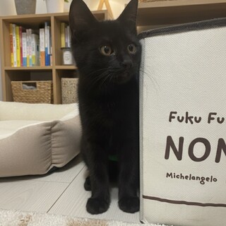 食いしん坊でちょっとどんくさいのが可愛い黒猫ボーイ