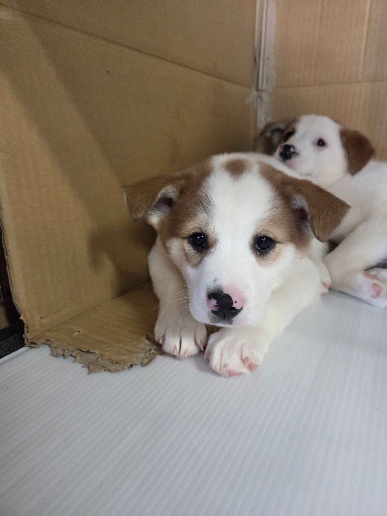 この子を助けてください サムネイル1