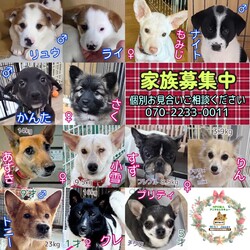 保護犬の譲渡会開催します