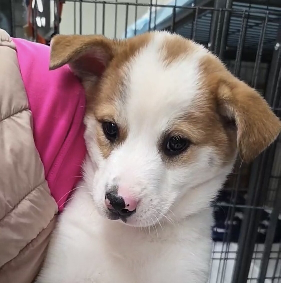 この子を助けてください サムネイル2