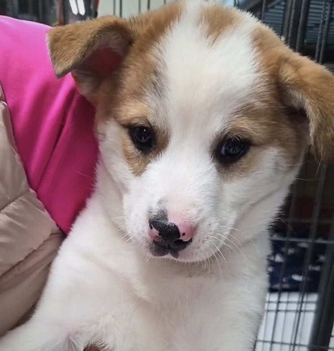 この子を助けてください サムネイル3