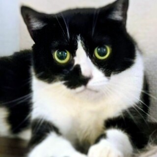 モノクロの毛皮をまとう美猫さん「すま」