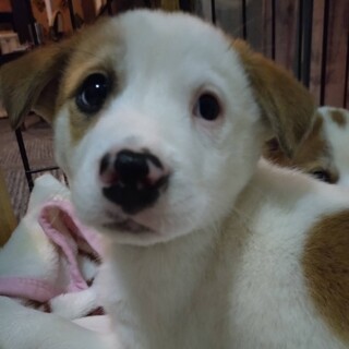 この子を助けてください