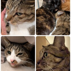 4匹の医療について