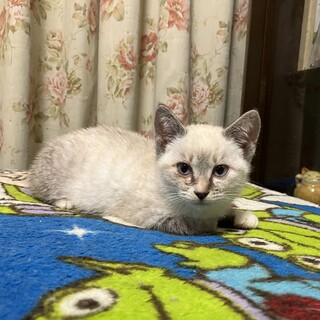 可愛らしい　アノちゃん