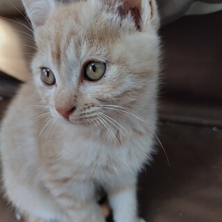 ちょっとスナネコっぽい顔のオスの茶トラ