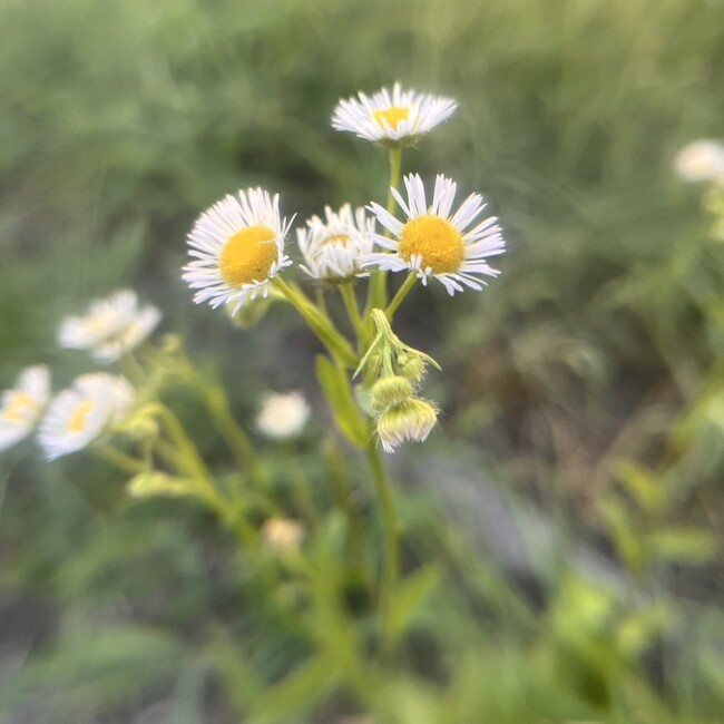 はとむぎちゃのカバー写真