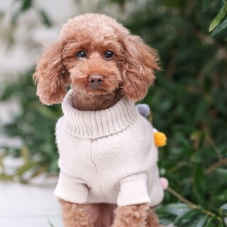 トイプードル　マーキュリーちゃん　里親様募集☆