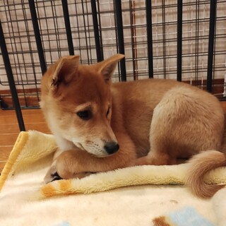 約2ヶ月半の男の子【スナフキン】