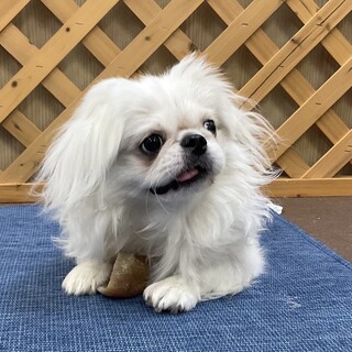 ペキニーズの男の子