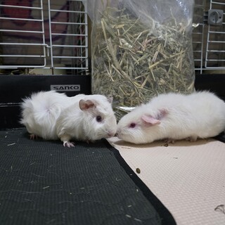 モルモット 2匹 里親様募集 (飼育用品お渡し可)