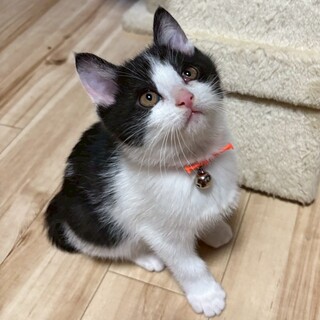 鍵しっぽがチャームポイント★いくらくん