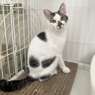 【12/28譲渡会参加】ナルくん