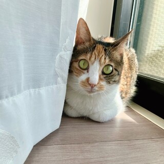 人馴れ抜群で甘えん坊♡モンちゃん