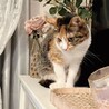 人馴れ抜群で甘えん坊♡モンちゃん サムネイル3