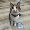 人馴れ抜群で甘えん坊♡モンちゃん サムネイル5