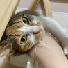 人馴れ抜群で甘えん坊♡モンちゃん サムネイル7