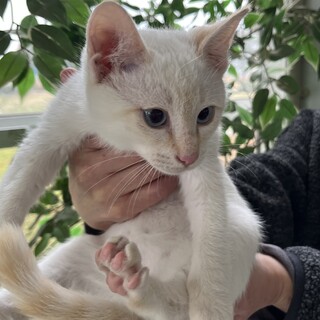 ブルーアイのシロくん！