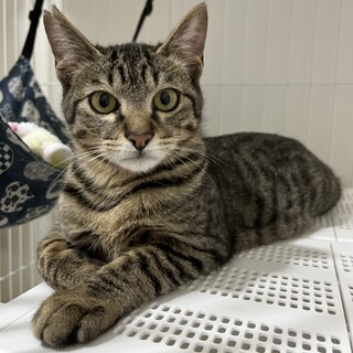 【1/12譲渡会参加】カイくん