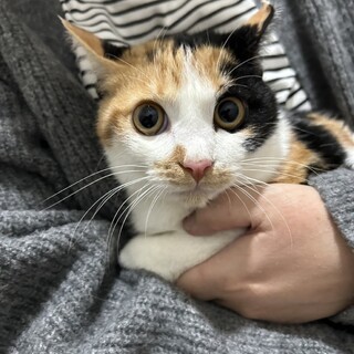 【12/21譲渡会参加】マナちゃん